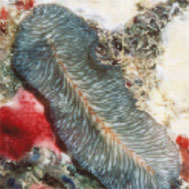 marine flatworm maritigrella marygarsonae 