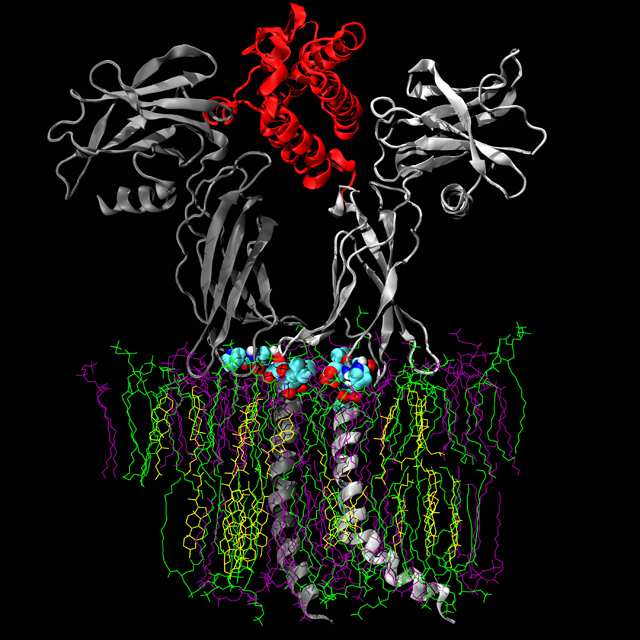 A model of the Erythropoietin receptor complex embedded in a membrane raft